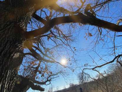 столетний дуб Марганец2