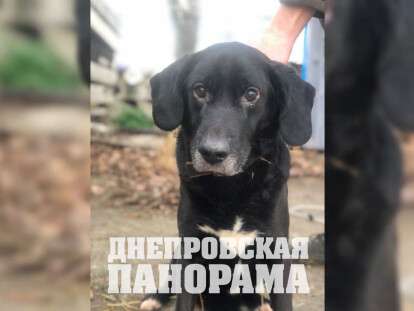 Брошенный пес с Диевской