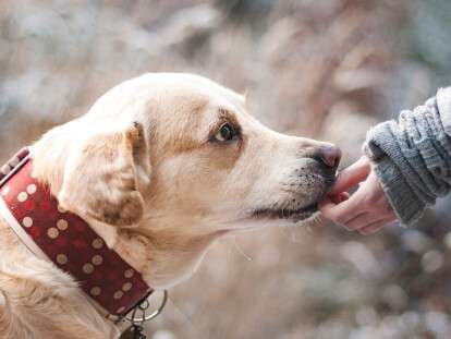 Догхантеры в Днепре