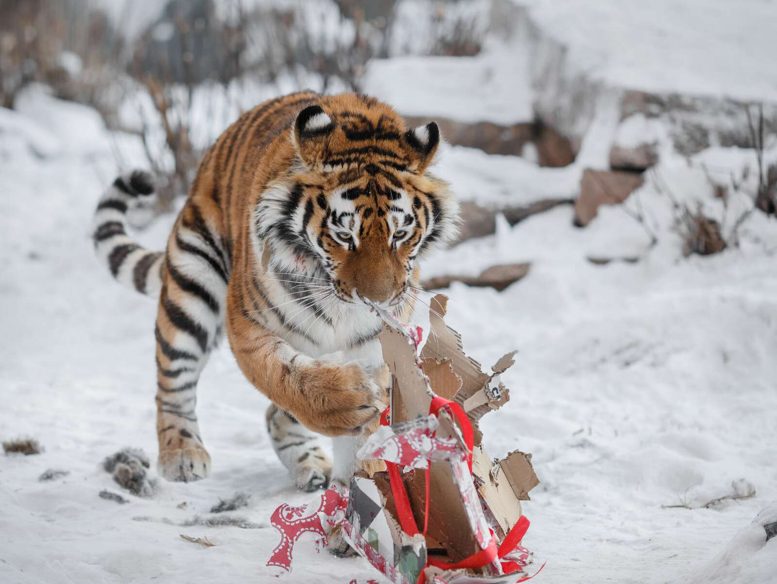Тигр и подарки 1