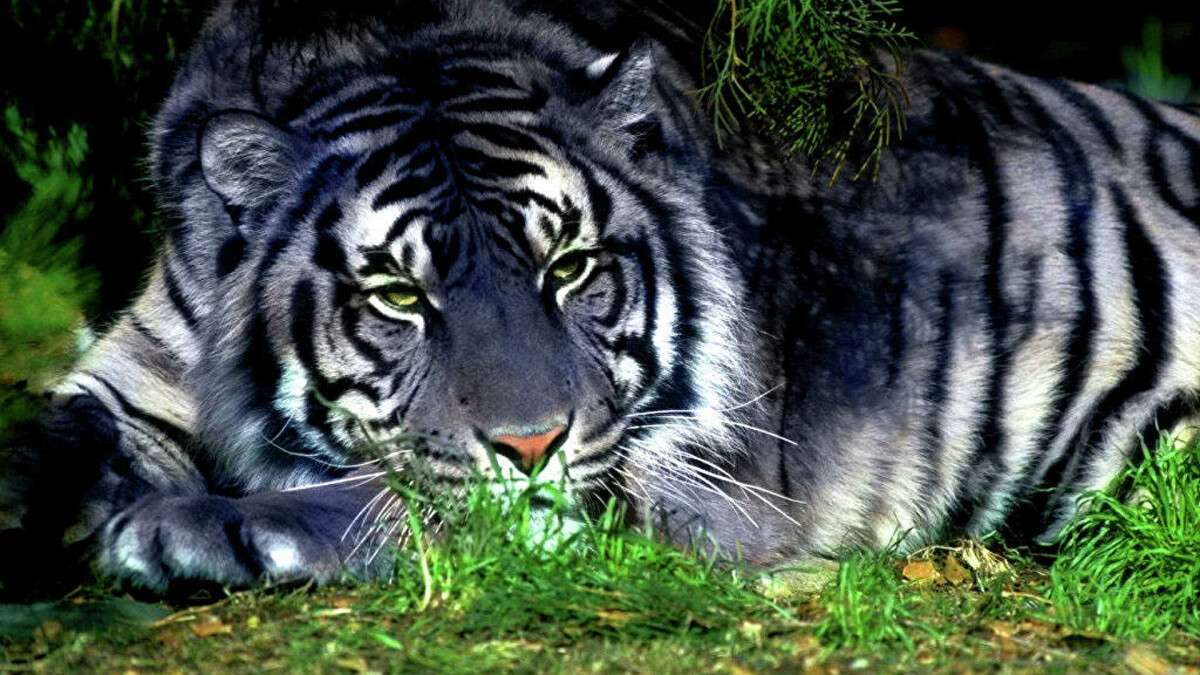 Тигр 1