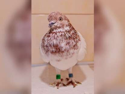 мистер голубь 4