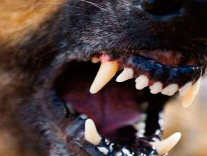 оскал собаки3