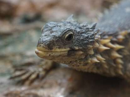 Экзотические животные 1