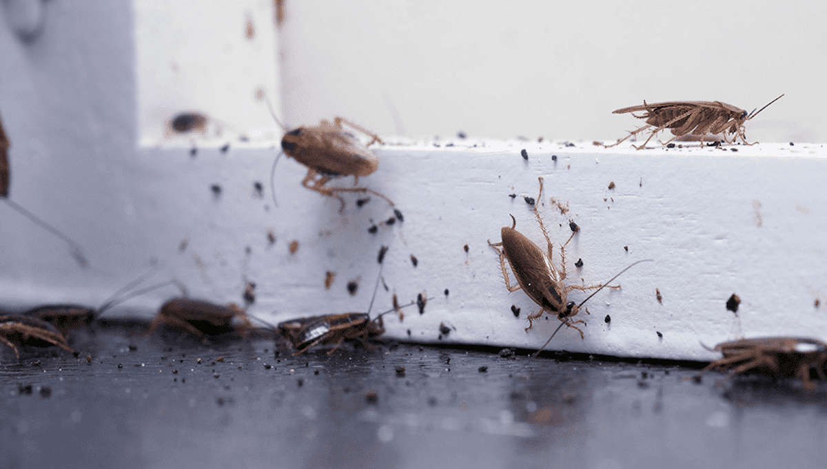 Тараканы в общаге