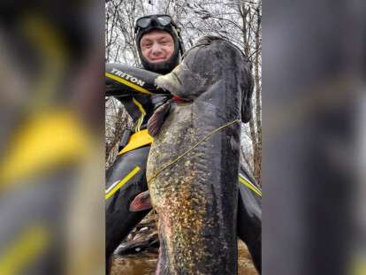 огромный сом