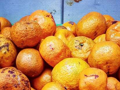 испорченны мандарины в варусе