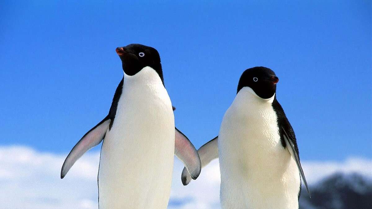 Пингвины 10
