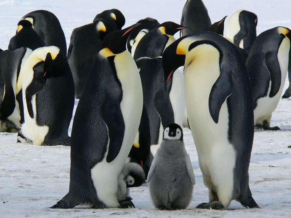 Пингвины 1