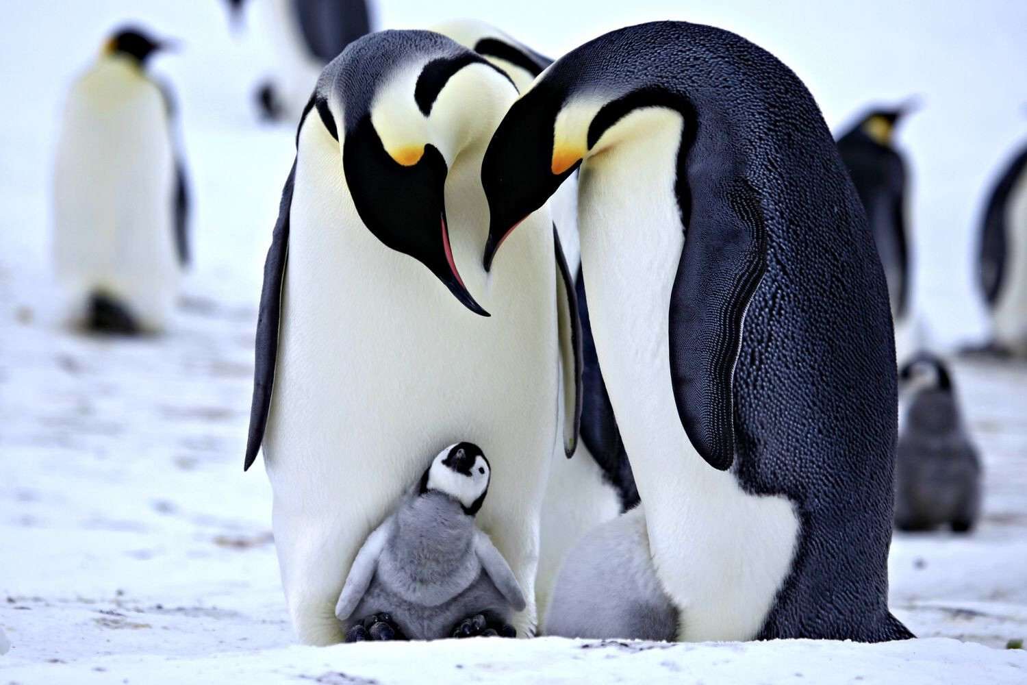 Пингвины 4