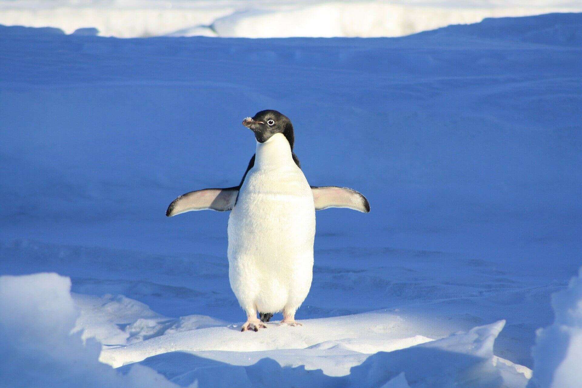 Пингвины 2