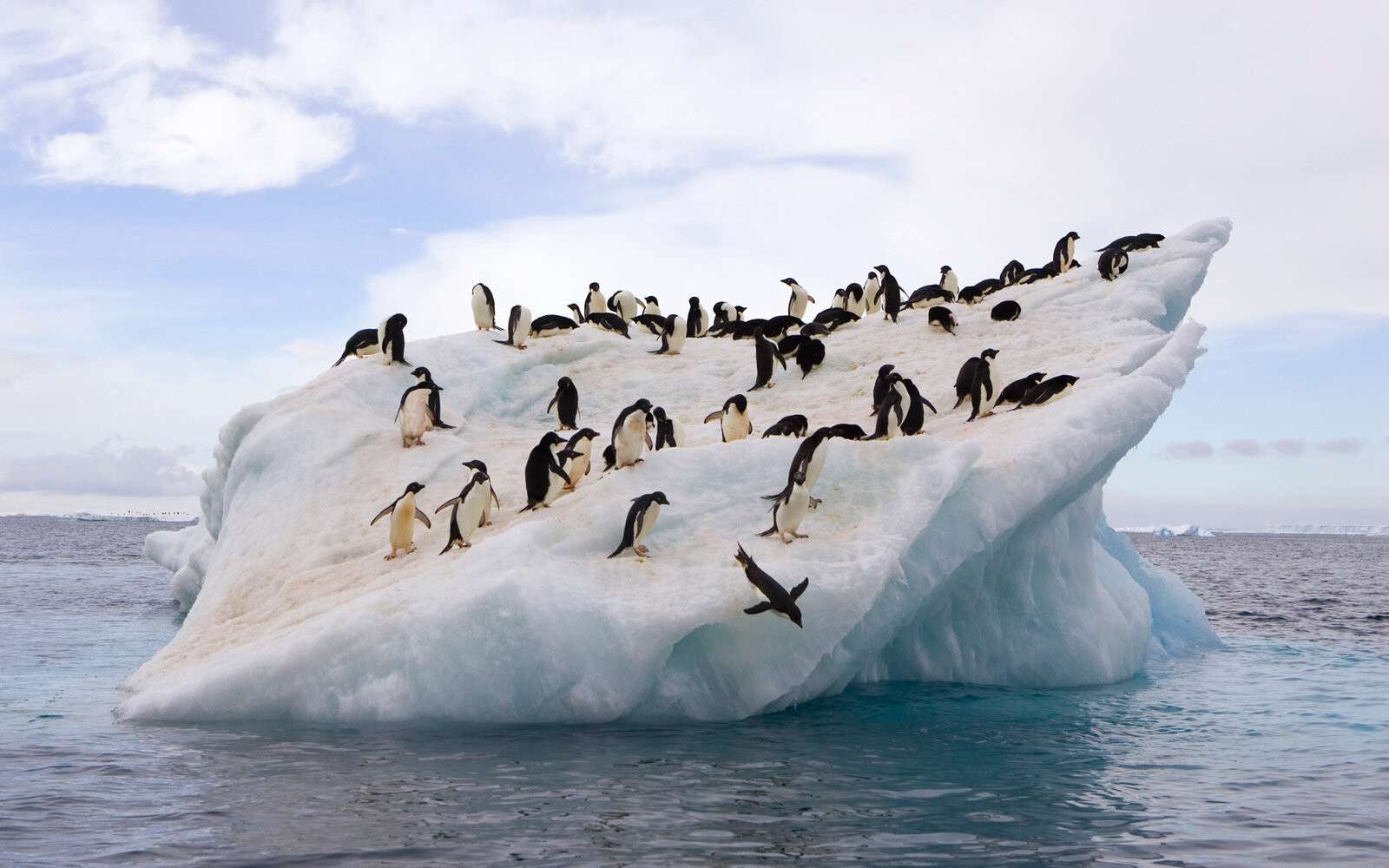 Пингвины 7