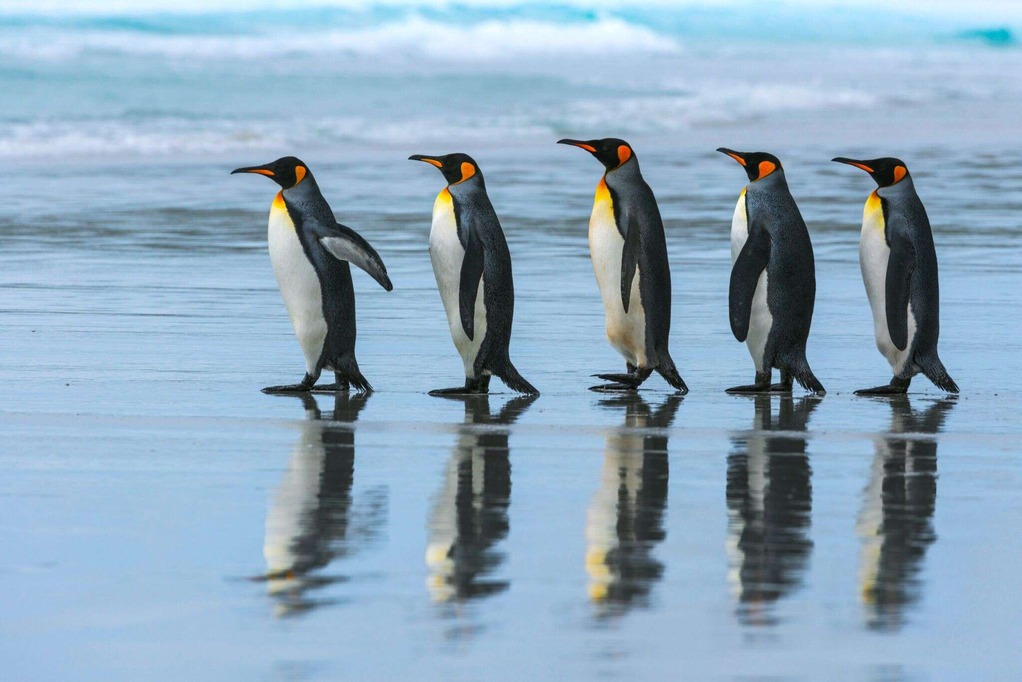 Пингвины 6