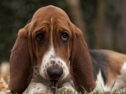 бассет-хаунд