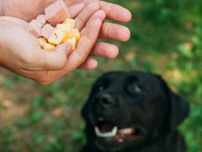 яд для собак