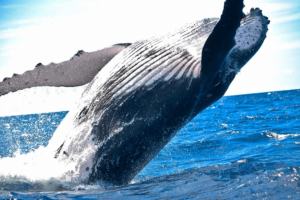 whale-1850235_960_720