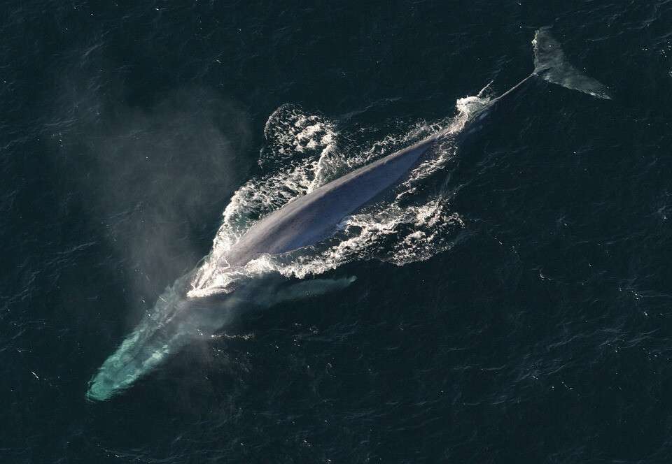 blue-whale-1198719_960_720