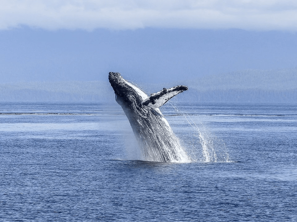 humpback-whale-436120_960_720