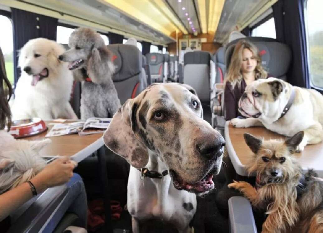 перевозка домашних животных в поездах