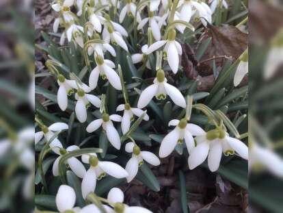 подснежник