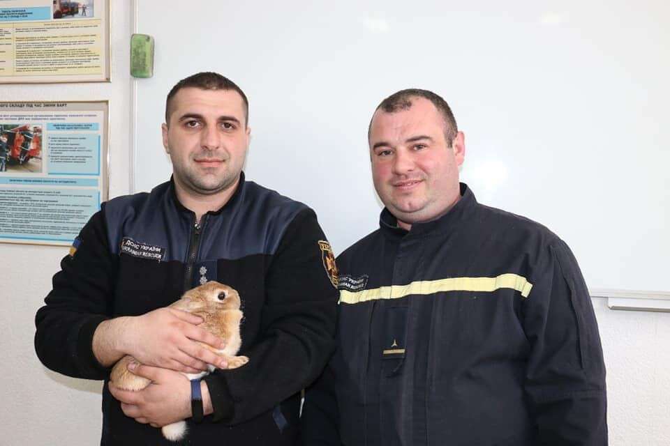спасли кролика