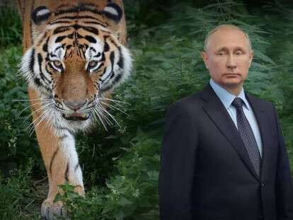 тигр и путин