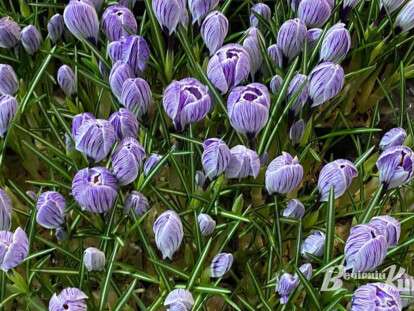 ава первоцвіти