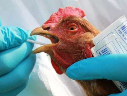 птичий грипп