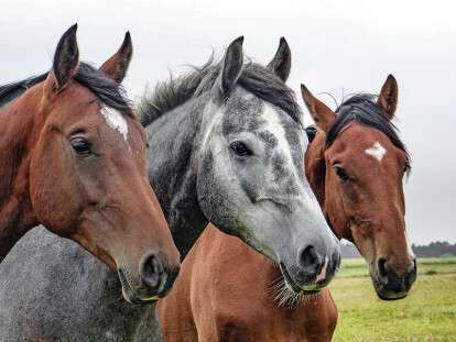horses-1414889_960_720
