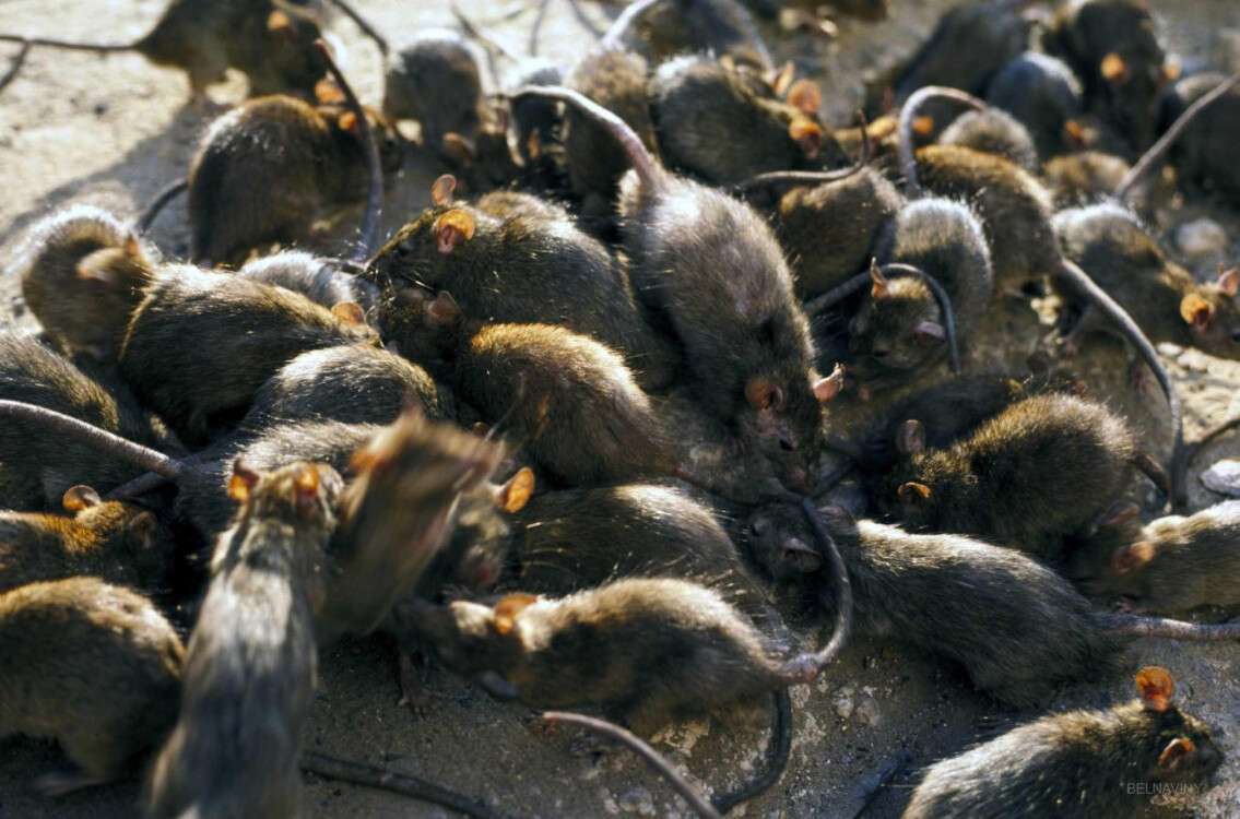 крысы