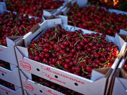 мелитопольскую черешню собирают оккупанты