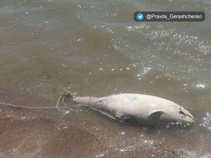 дохнет рыба в азовском море