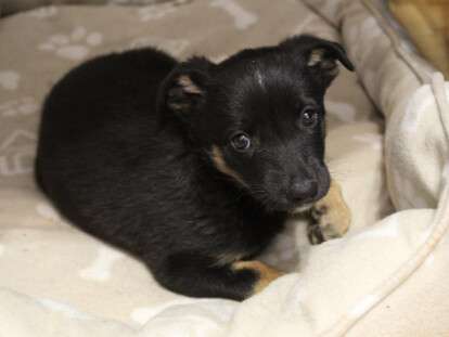 пес Байрактар