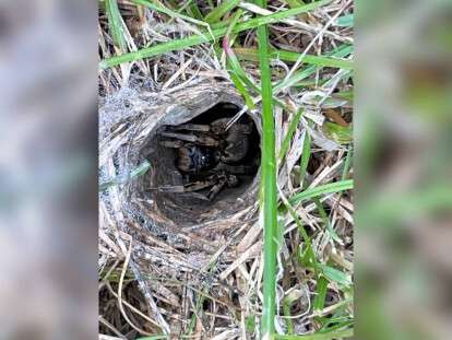 тарантулы в Днепре