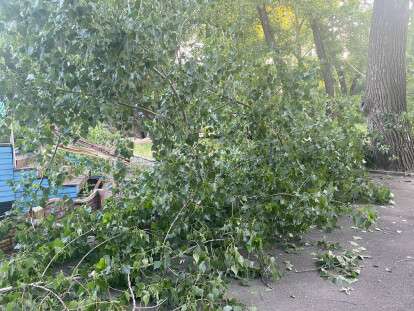 упавшее дерево