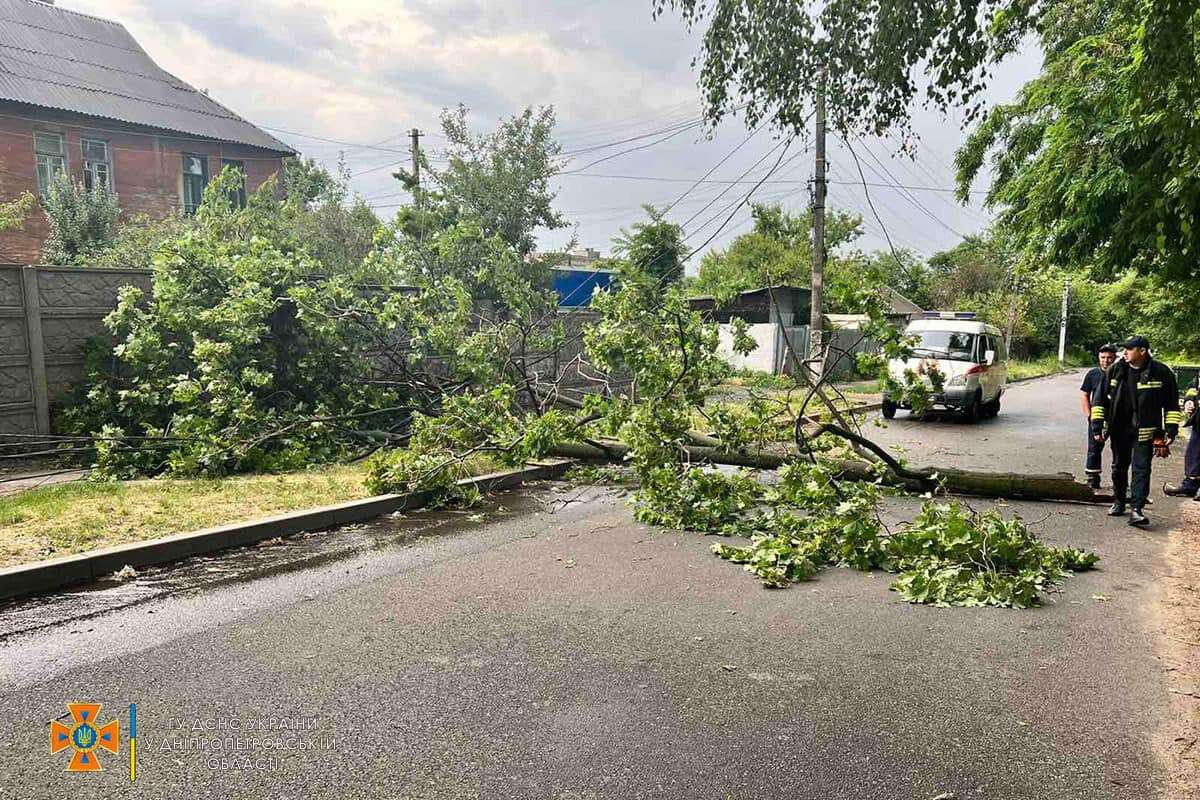 дерево непогода 3