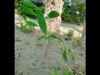 заставка сад