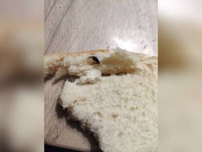 насекомое 2