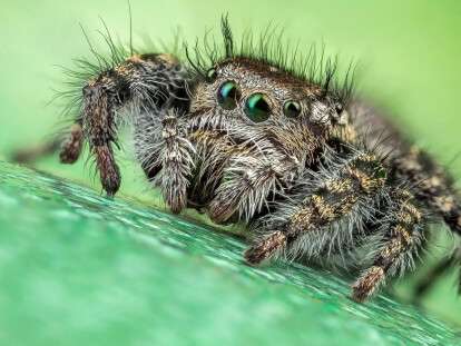 большой паук