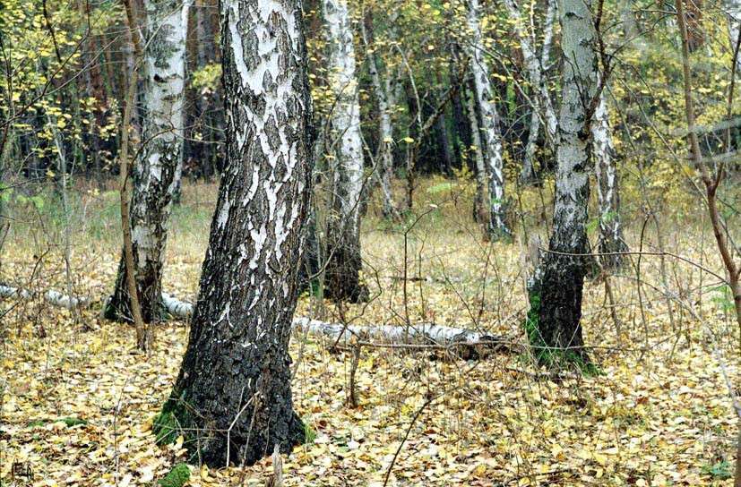 дибровский лес