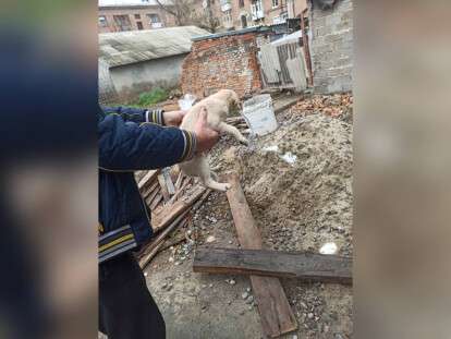 спасают щенка