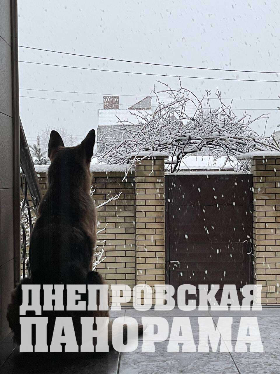 Собака снег