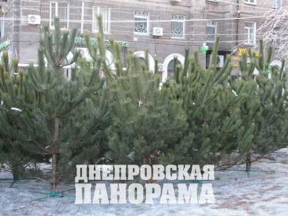 Продажа елок
