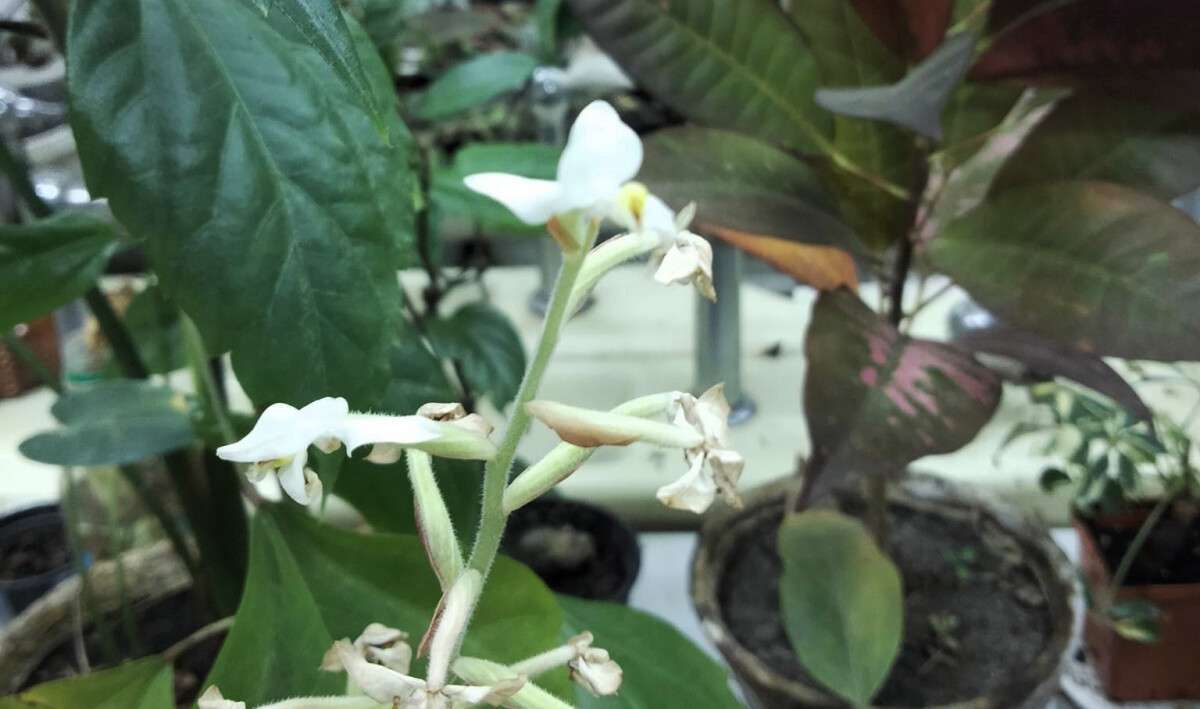 орхидея 1