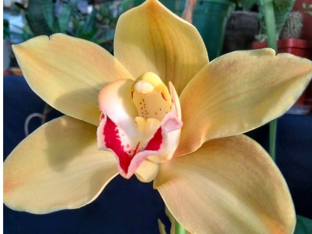 орхидея гл