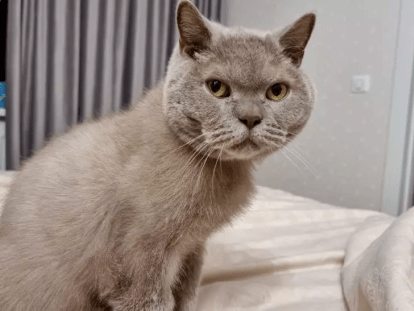 кас