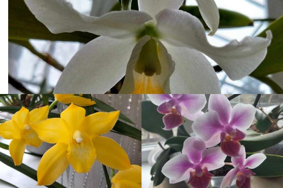 коллаж орхидей