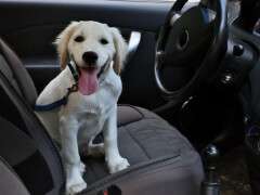 Собака в машине