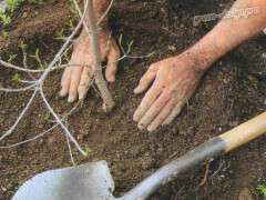 огород весна 3