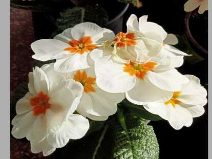 znimok-botsad-112-1060x618